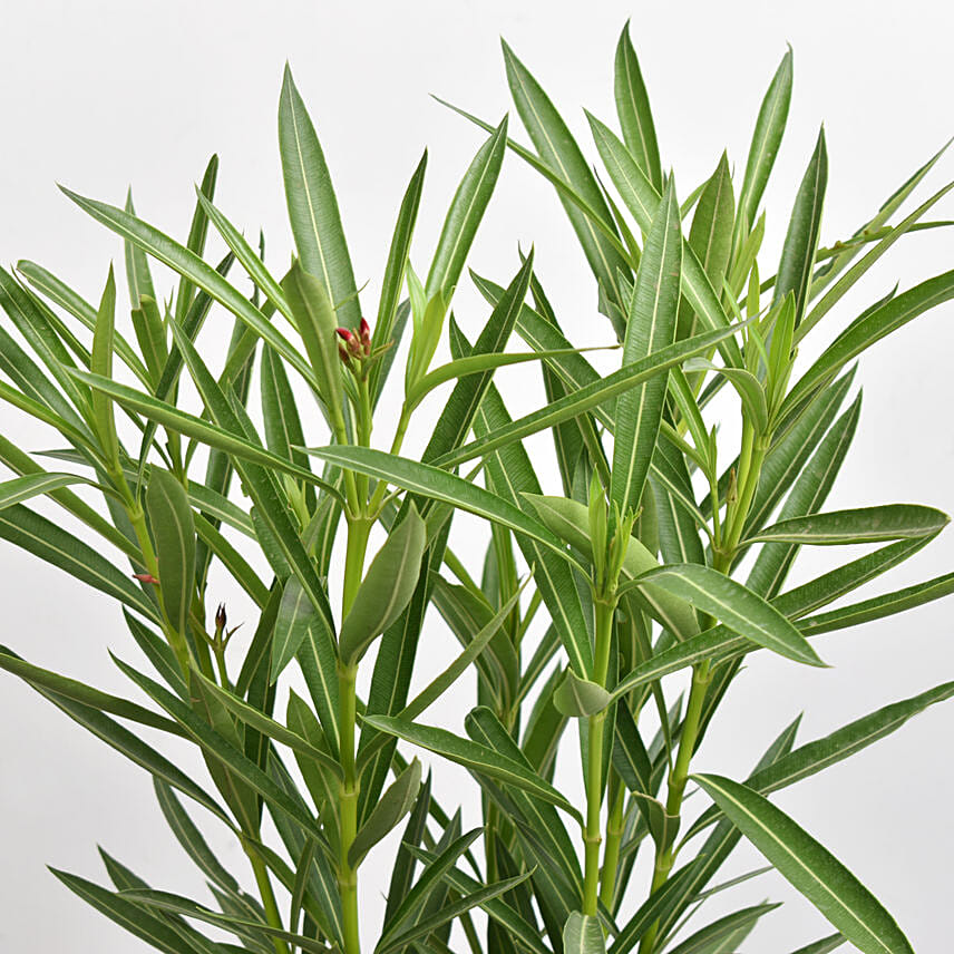 Oleander Plant In Black Pot