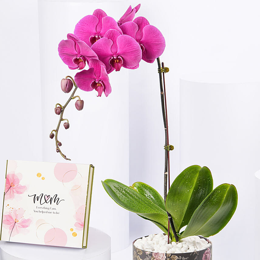 Orchid Plant And Chocolates