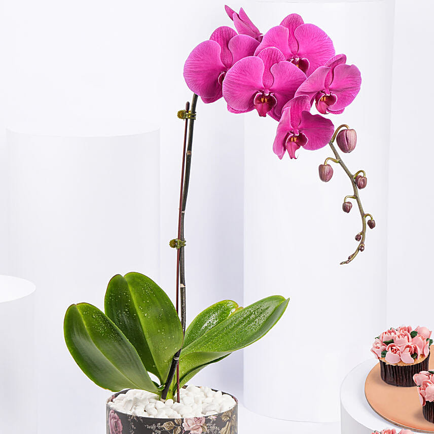 Orchid Plant And Cupcakes