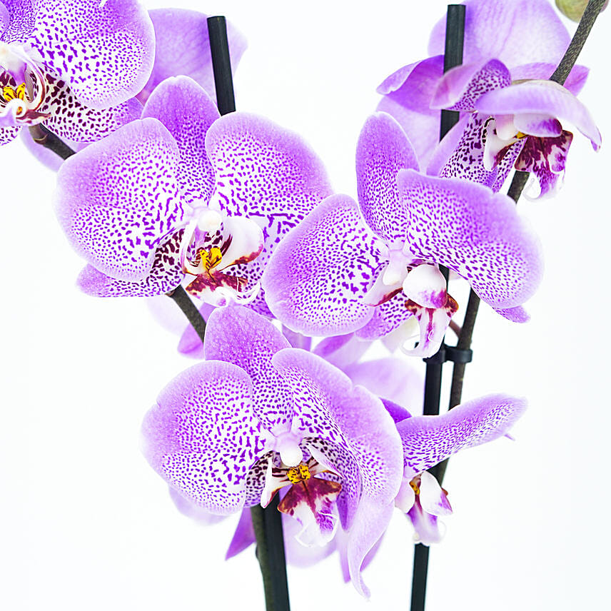 Orchid Plant in Designer Planter