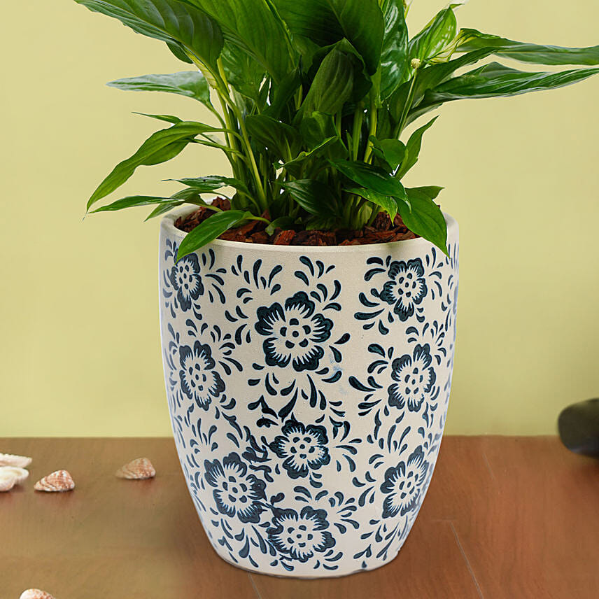 Peace Lilly Or Spathiphyllum in Premium Pot