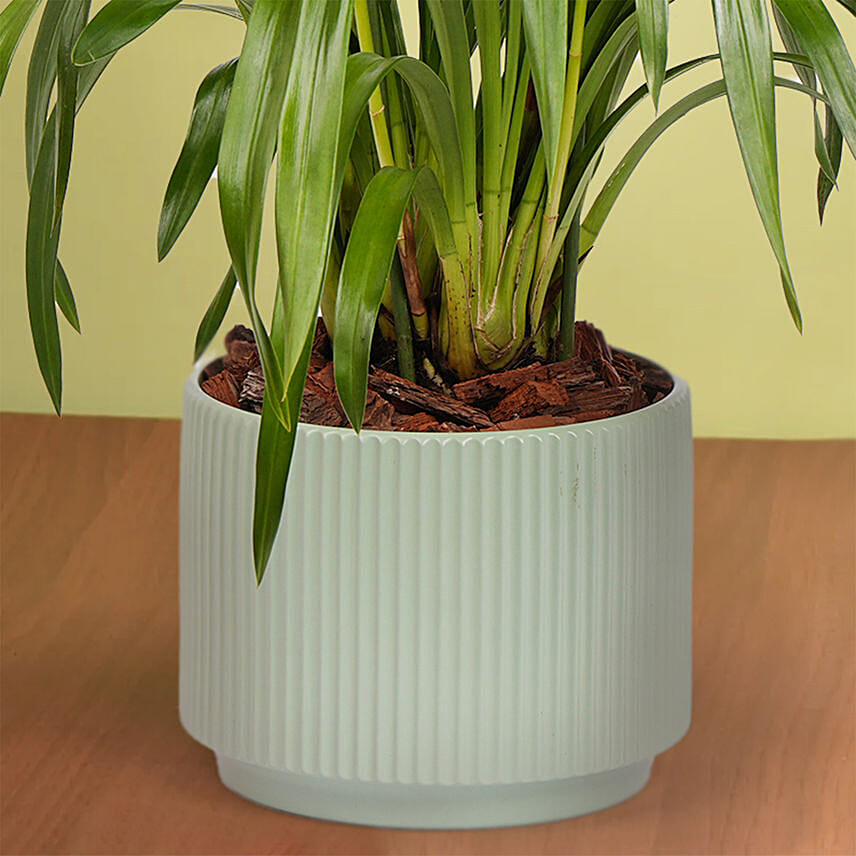 Pearl Bloom Cymbidium