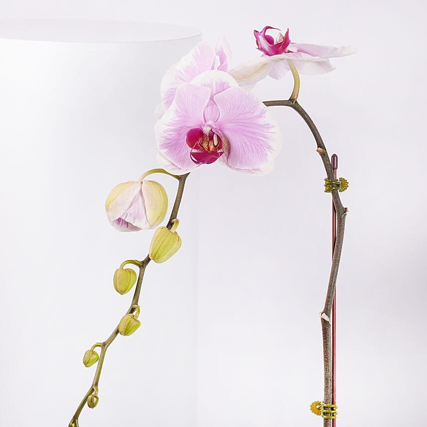 Pink Blush Dual Shade Orchid Plant
