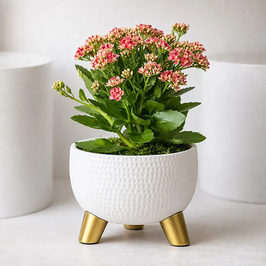 Pink Kalanchoe In Ceramic Pot