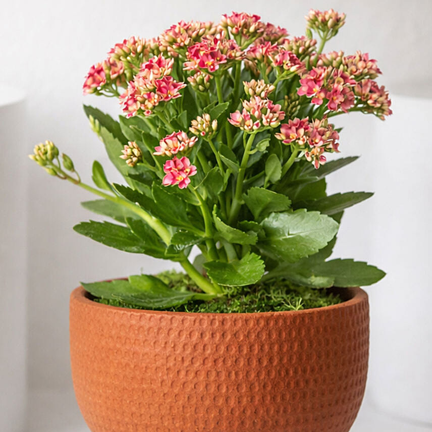 Pink Kalanchoe In Ceramic Pot