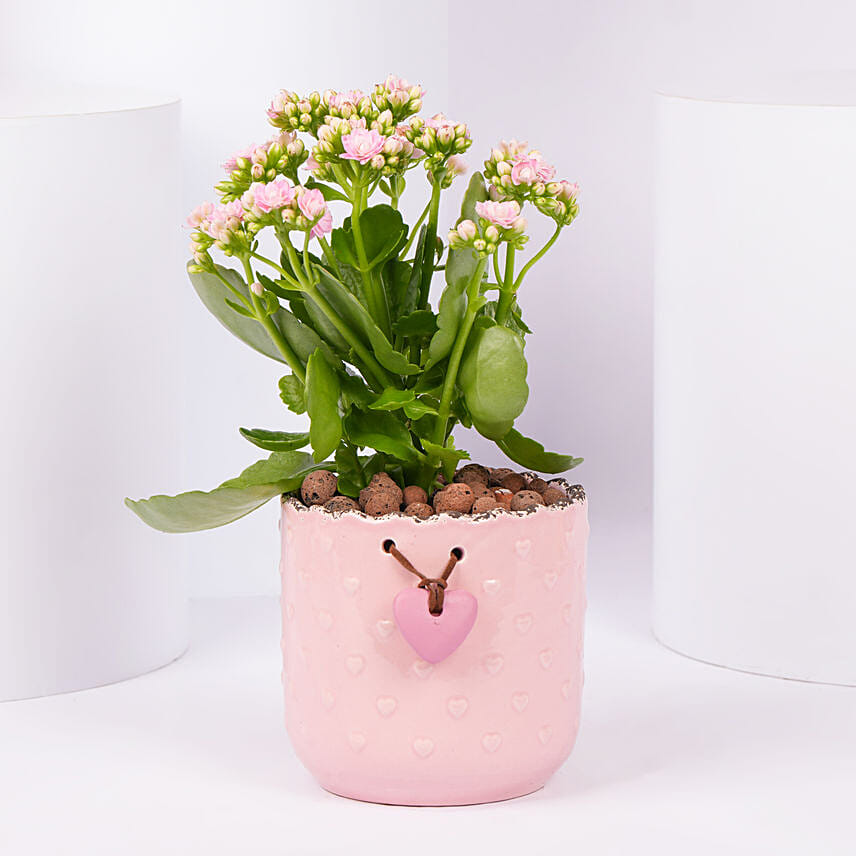 Pink Kalanchoe In Love You Mom Pot