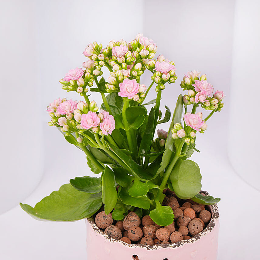 Pink Kalanchoe In Love You Mom Pot