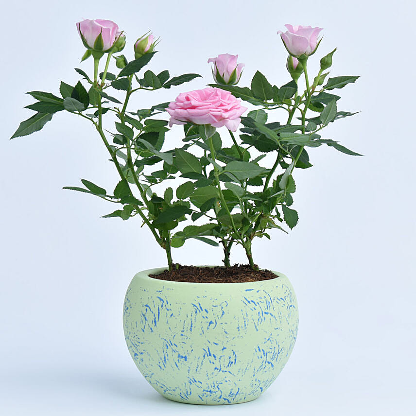 Pink Rose Plant