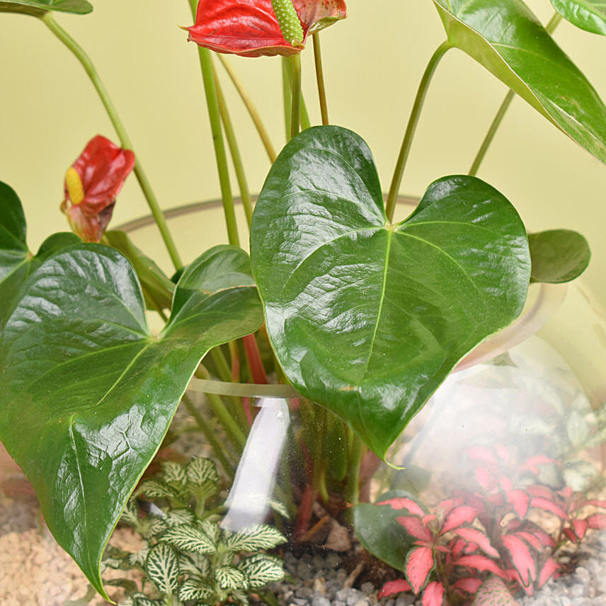 Plant Beauty Garden