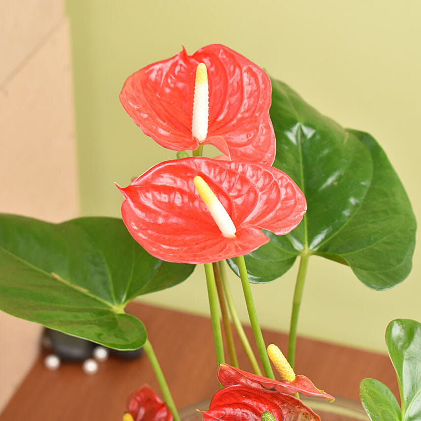 Plant Beauty Garden