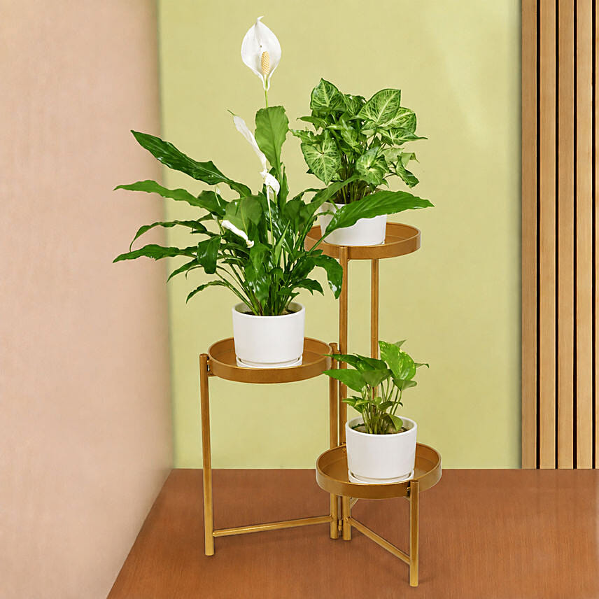 Plant Stand of Air Purifying Plants