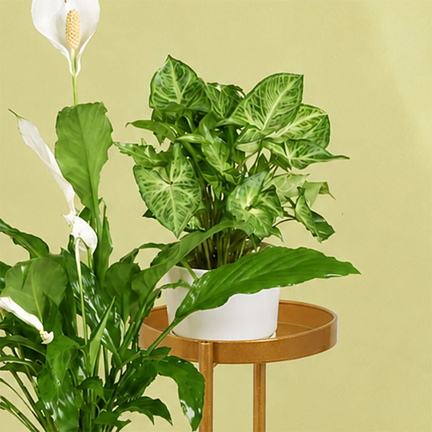 Plant Stand of Air Purifying Plants