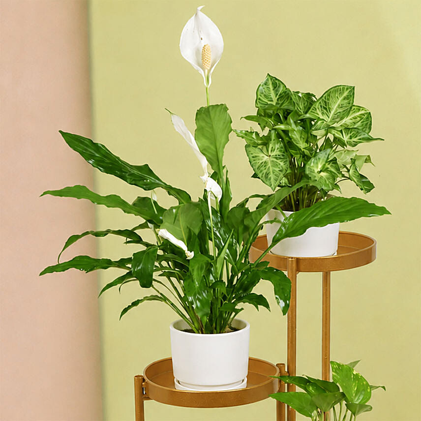 Plant Stand of Air Purifying Plants