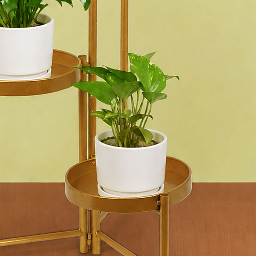 Plant Stand of Air Purifying Plants