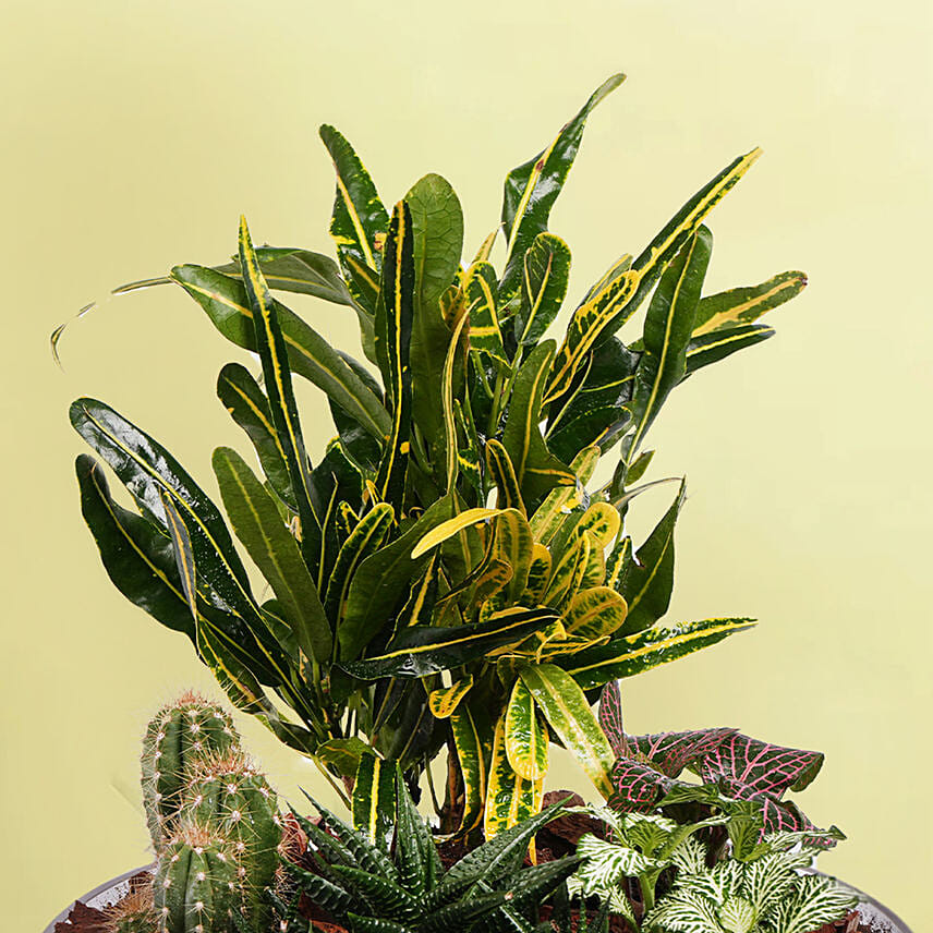 Plants Beauty Dish Garden