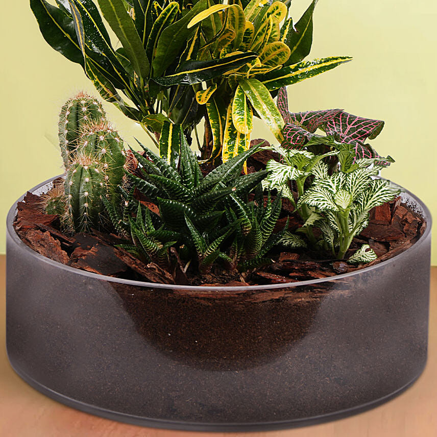 Plants Beauty Dish Garden