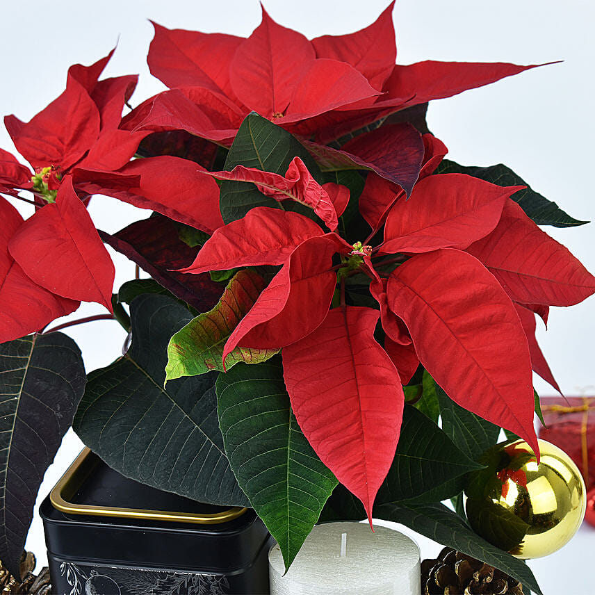 Plum Cake and Poinsettia Combo