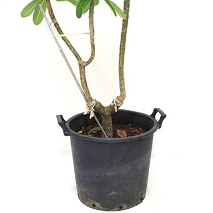 Plumeria Potted Plant