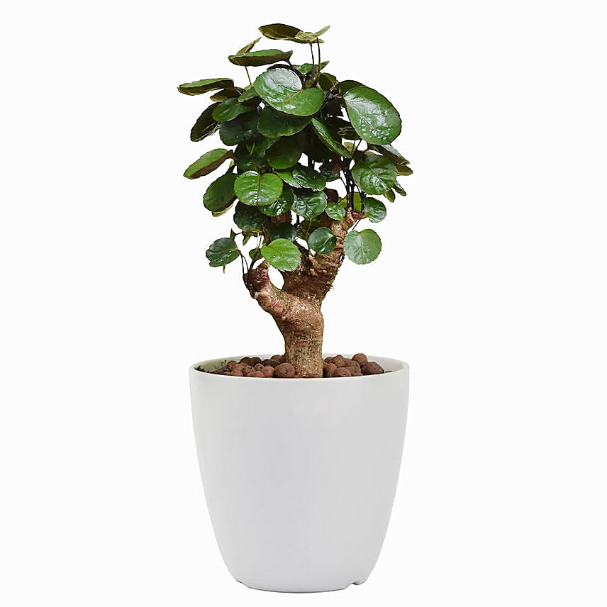 Polysaias Plant
