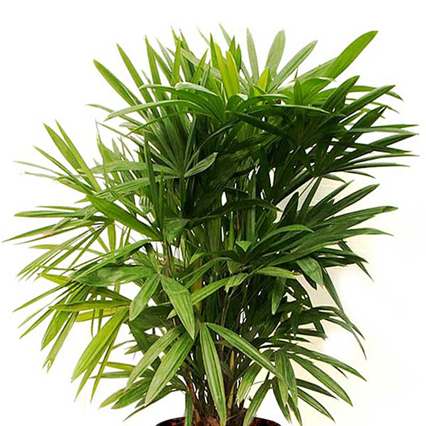 Potted broadleaf lady palm