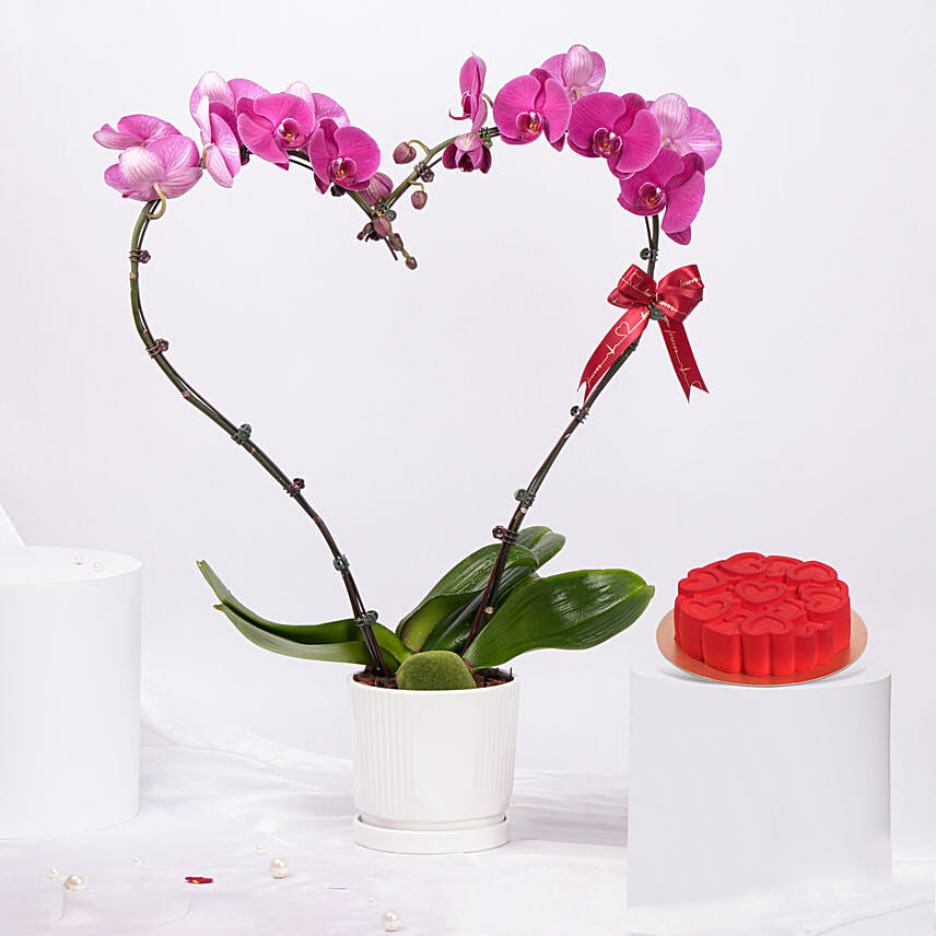 Purple Heart Orchid With Cake