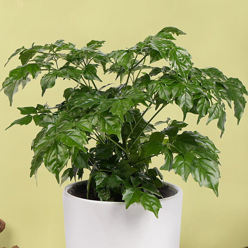 Radermachera Plant