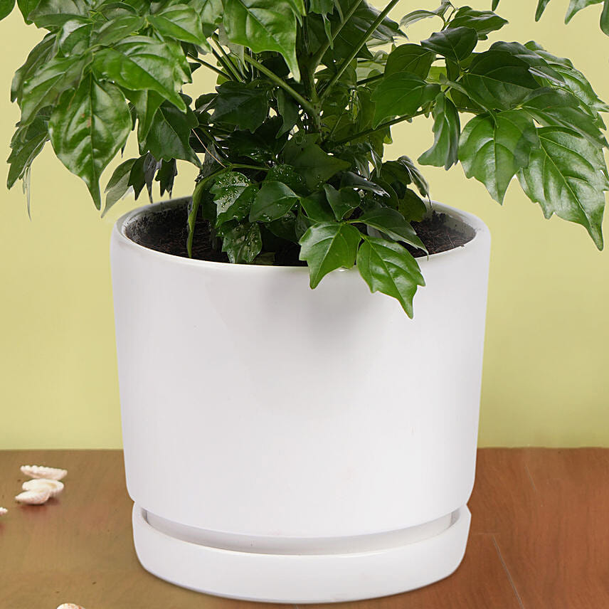 Radermachera Plant