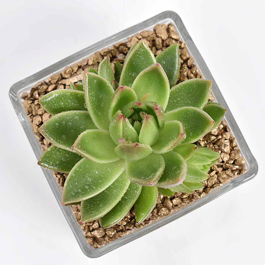 Ramadan Kareem Echeveria Plant