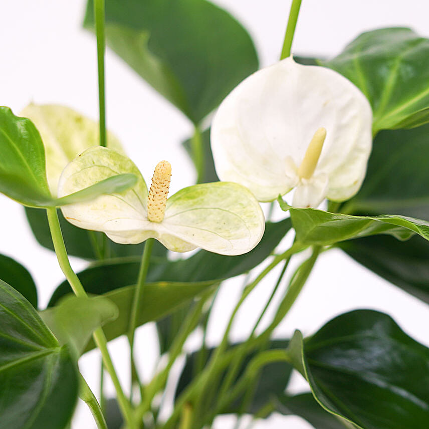 Red and White Anthurium Plants Combo