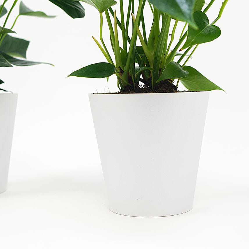 Red and White Anthurium Plants Combo