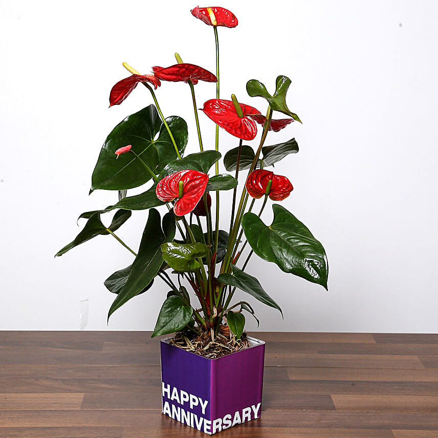 Red Anthurium Plant For Anniversary