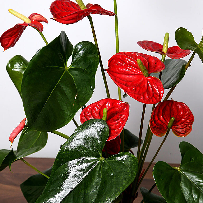 Red Anthurium Plant For Anniversary