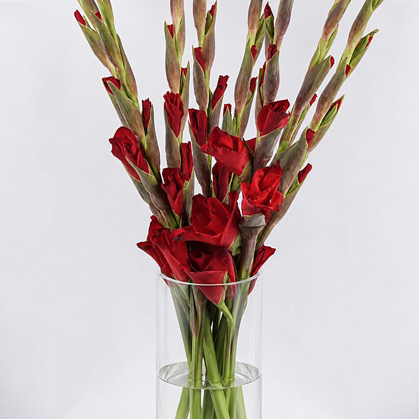 مزهرية غلاديولاس احمر