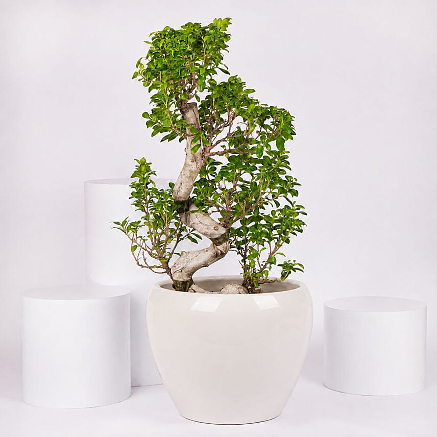 S Shape Ficus Bonsai in Premium Planter