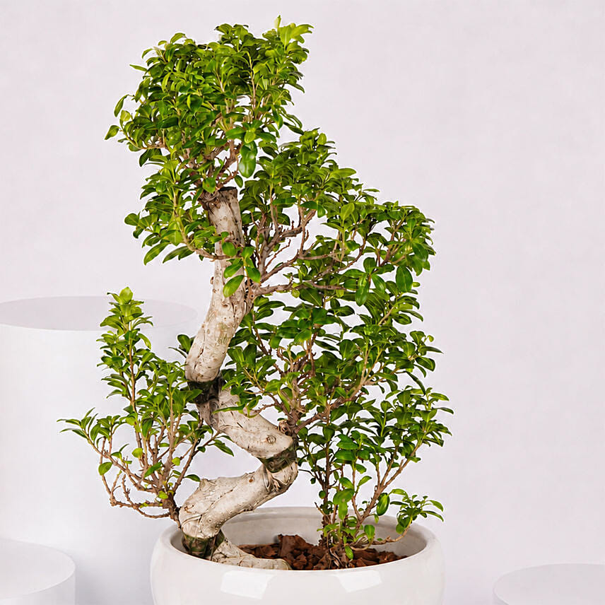 S Shape Ficus Bonsai in Premium Planter
