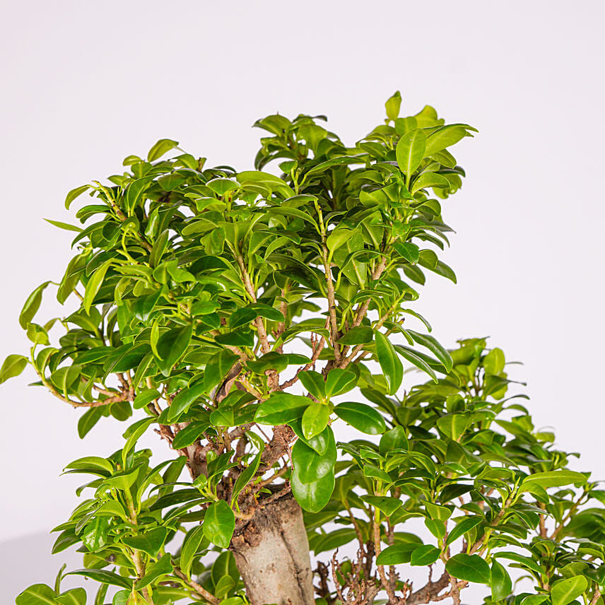 S Shape Ficus Bonsai in Premium Planter