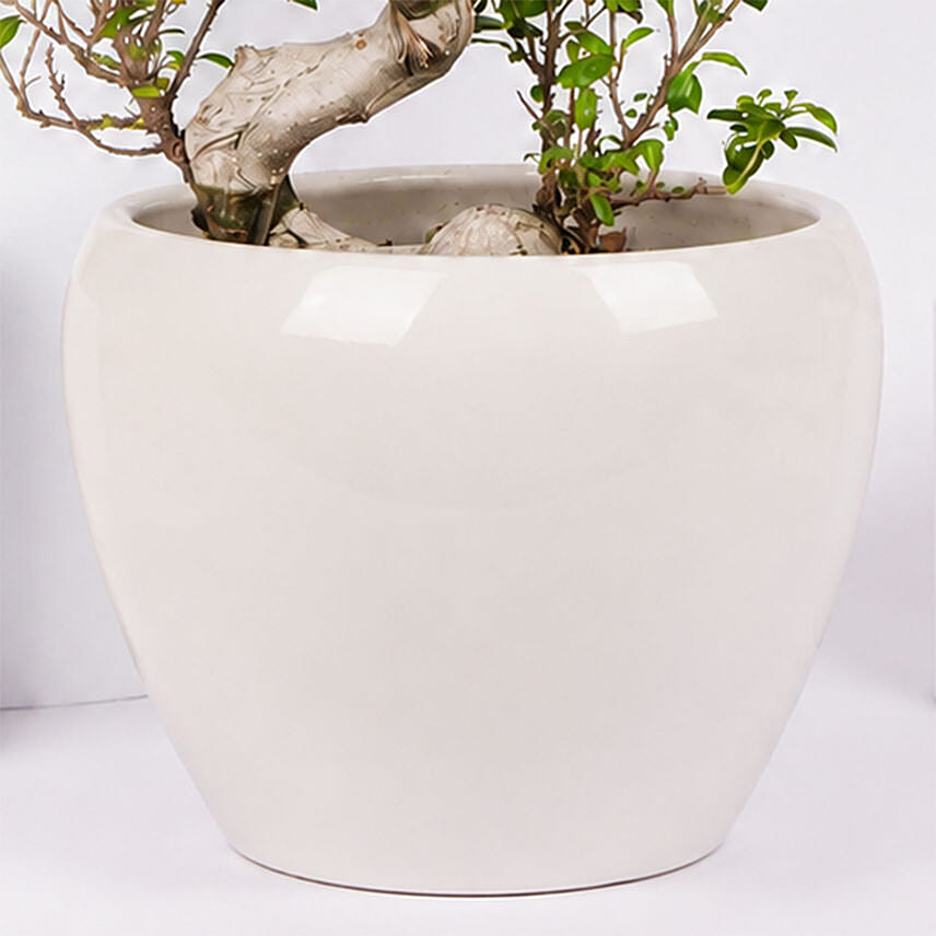 S Shape Ficus Bonsai in Premium Planter