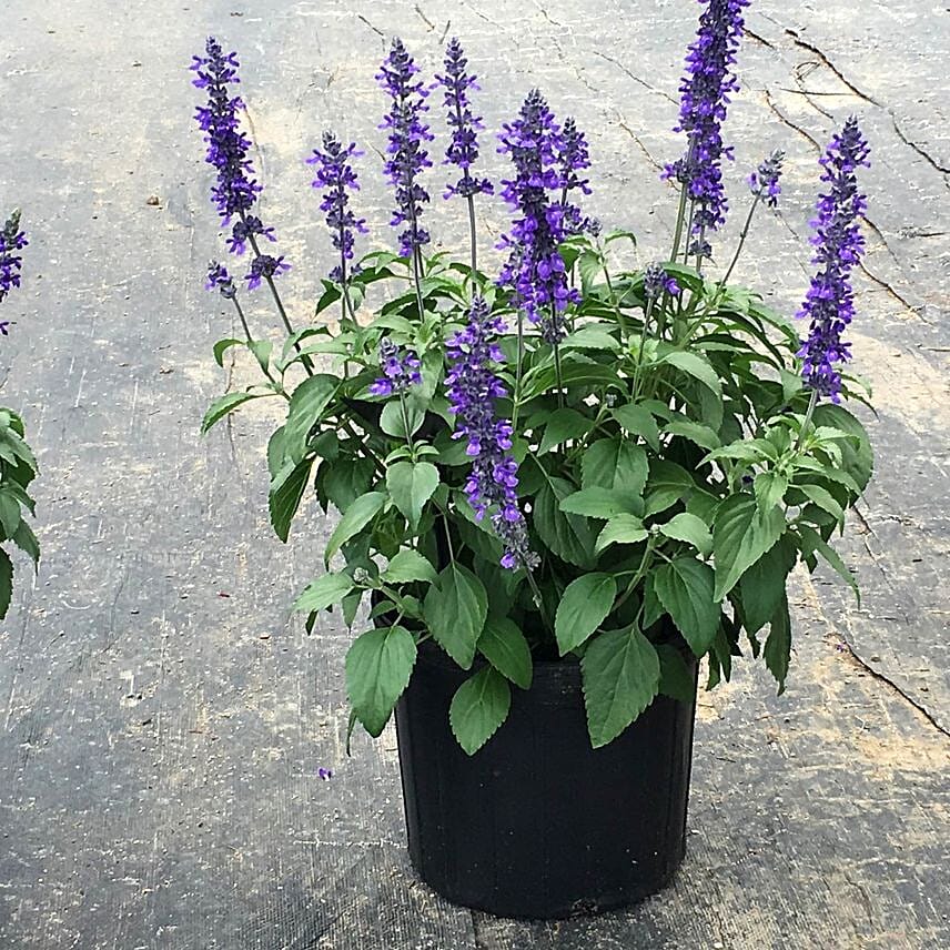 Salvia Plant Pot Combo