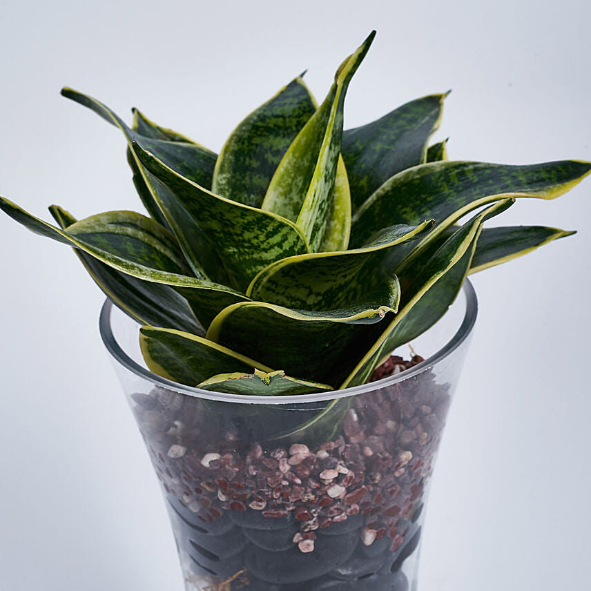 Sanseveria Plant in Tall Vase