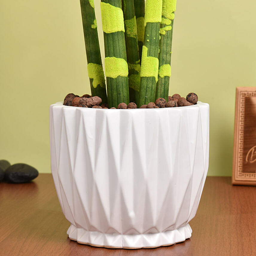 Sansevieria Cylindrica Plant Yellow