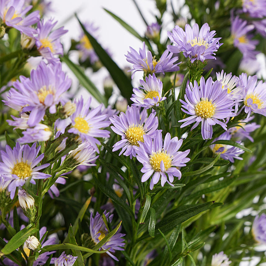 Birthday Aster Flowers Vase