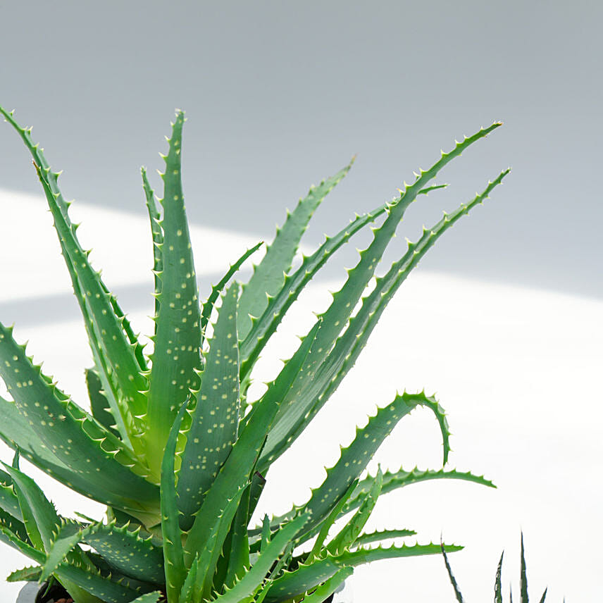 Set of 3 Plants in Premium Planter