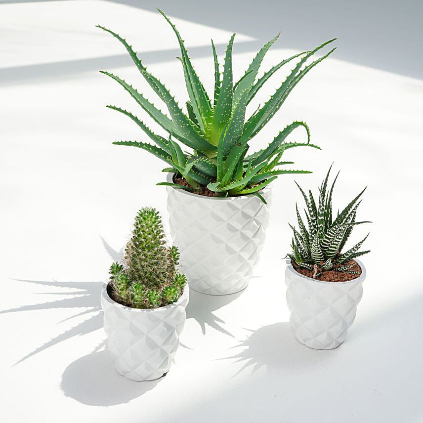 Set of 3 Plants in Premium Planter