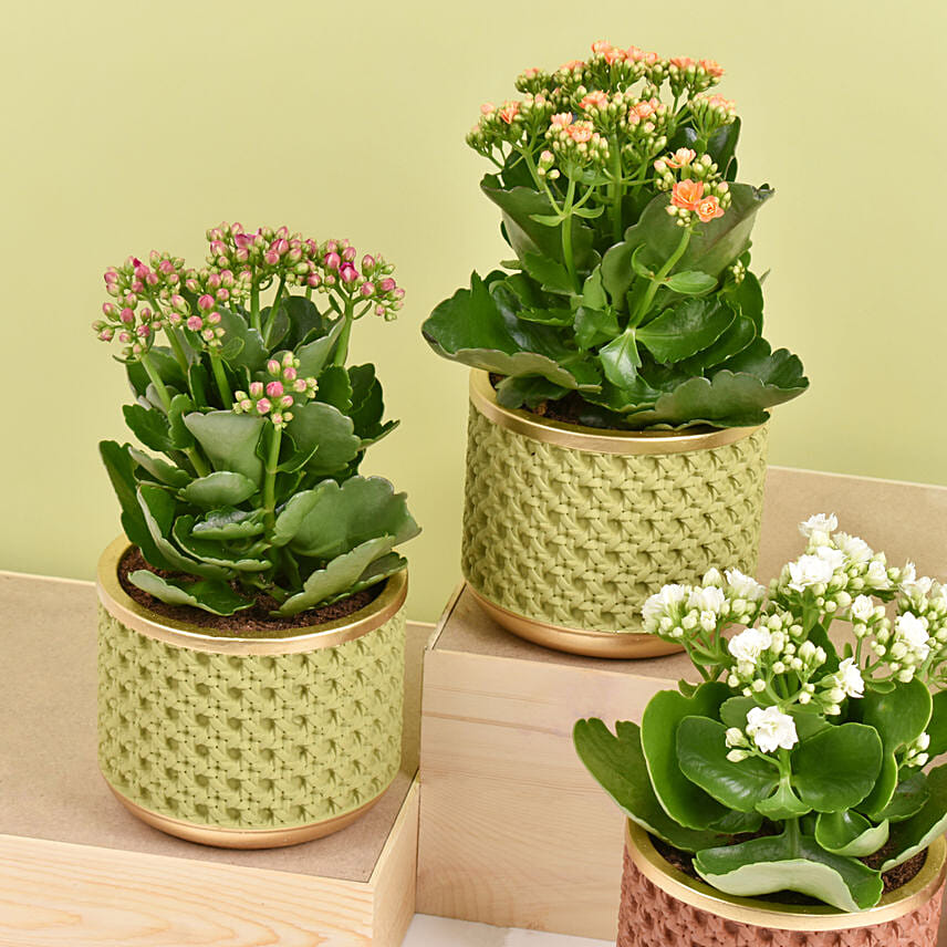 Set of 4 Kalanchoe Plants