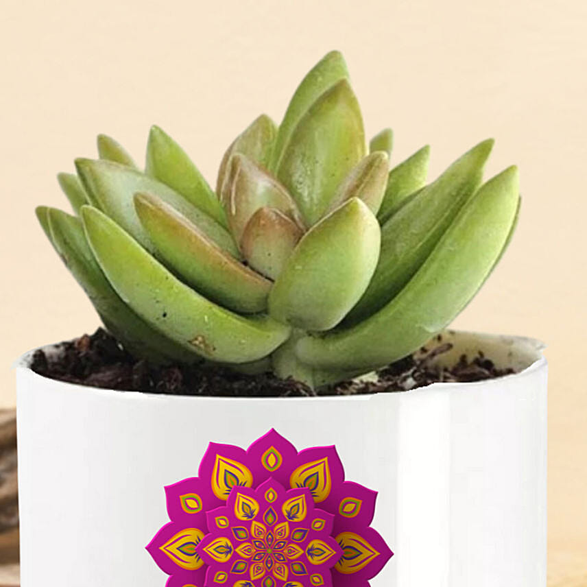 Shubh Diwali Echeveria Plant