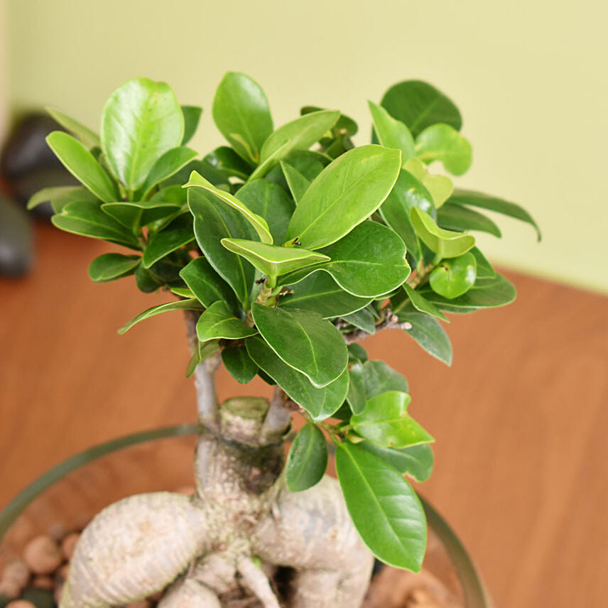 Small Bonsai In Glass Vase