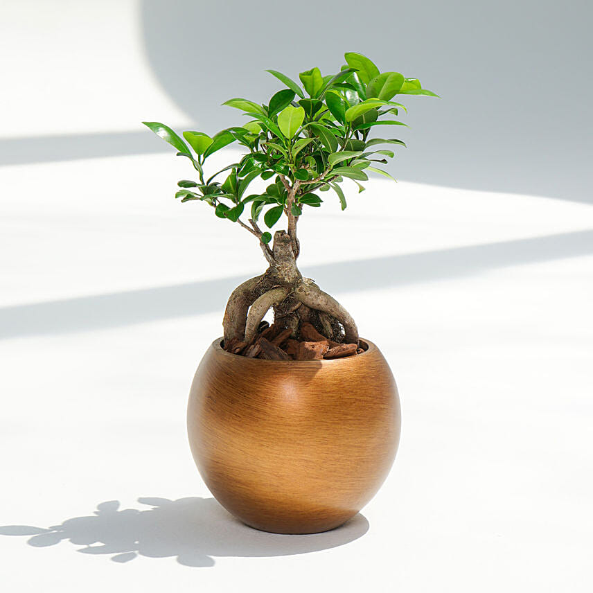 Small Bonsai in Premium Rustic Golden Planter