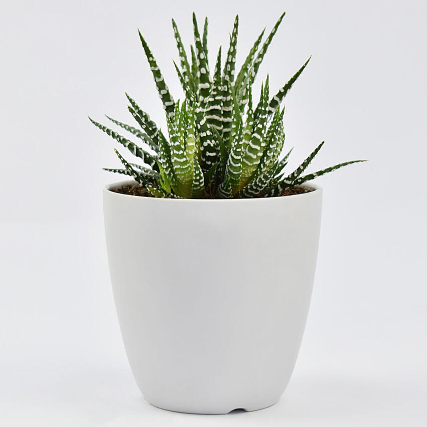 Small Haworthia in White Pot