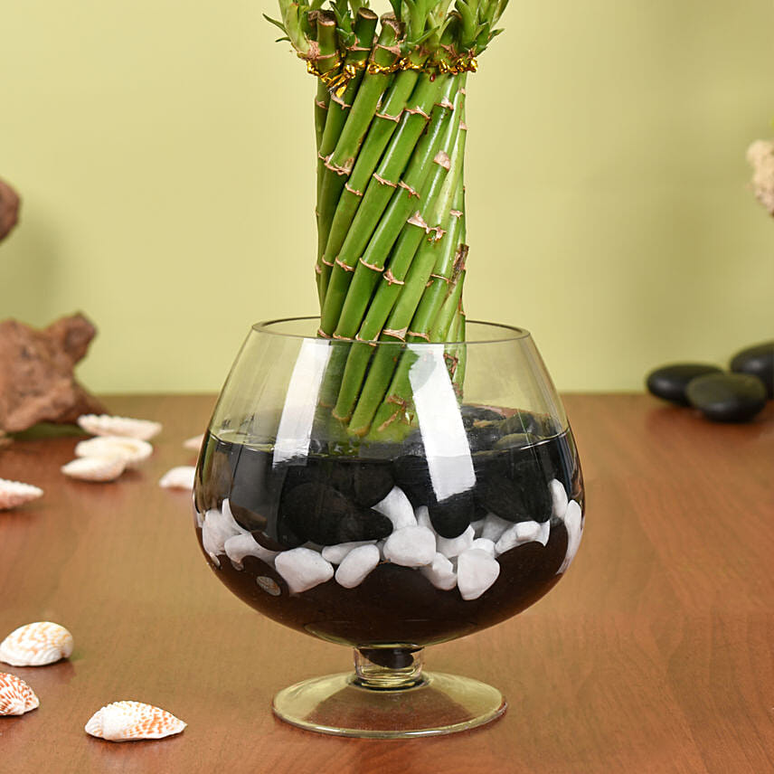 Small Lucky Bamboo Wheel Plant