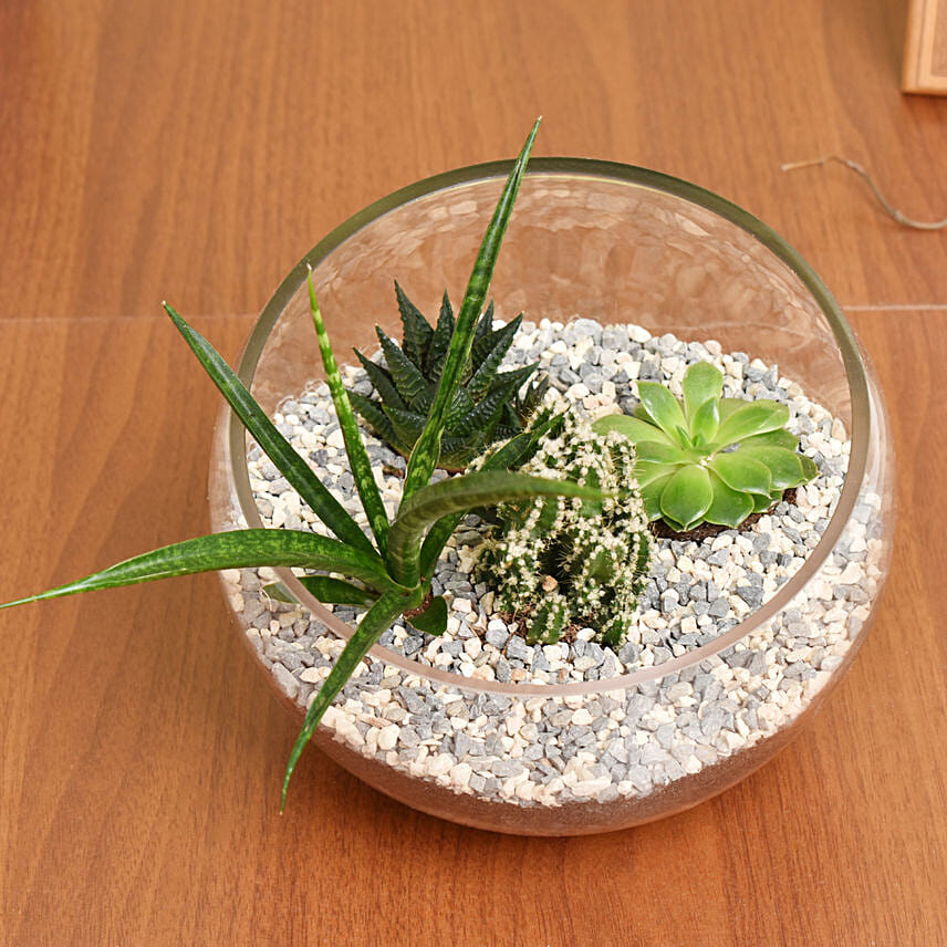 Succulents And Cactus Terrarium